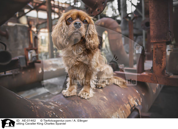 sitzender Cavalier King Charles Spaniel / sitting Cavalier King Charles Spaniel / AE-01462