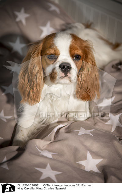 lying Cavalier King Charles Spaniel / RR-103602