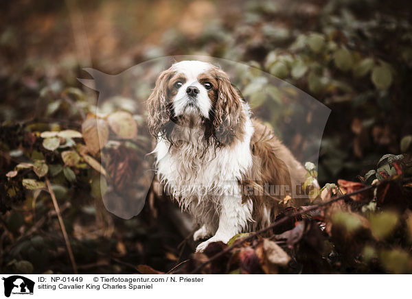 sitting Cavalier King Charles Spaniel / NP-01449