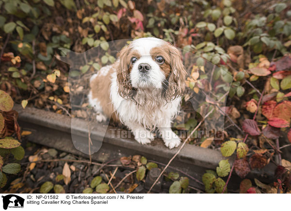 sitting Cavalier King Charles Spaniel / NP-01582