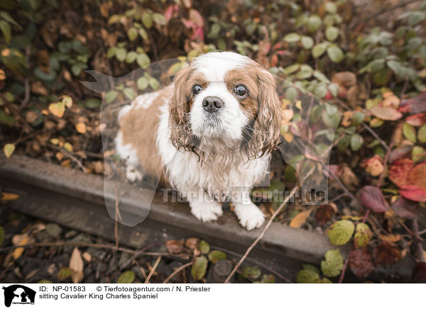 sitting Cavalier King Charles Spaniel / NP-01583