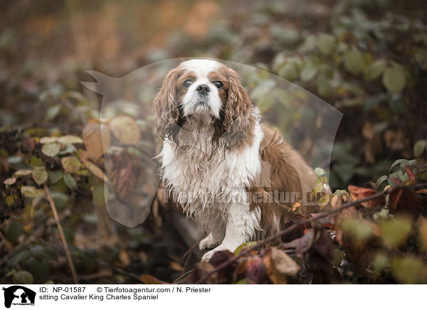 sitting Cavalier King Charles Spaniel / NP-01587