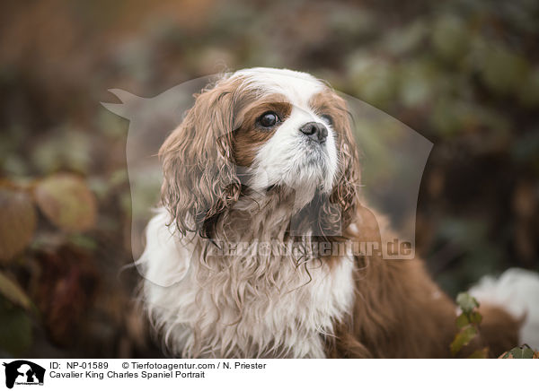 Cavalier King Charles Spaniel Portrait / NP-01589