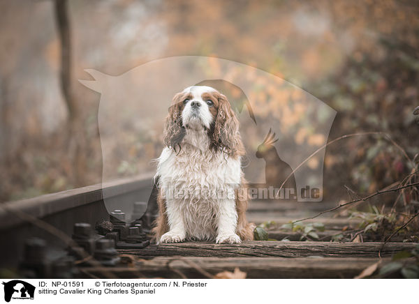 sitting Cavalier King Charles Spaniel / NP-01591