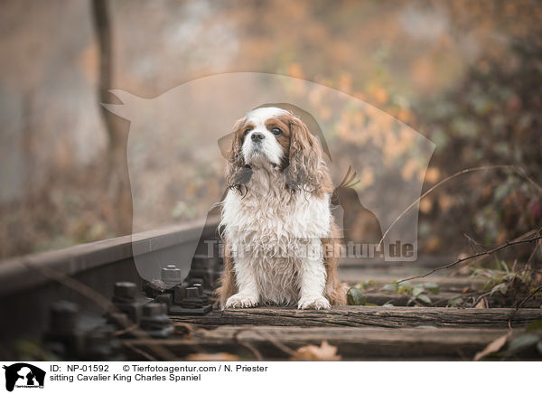 sitting Cavalier King Charles Spaniel / NP-01592