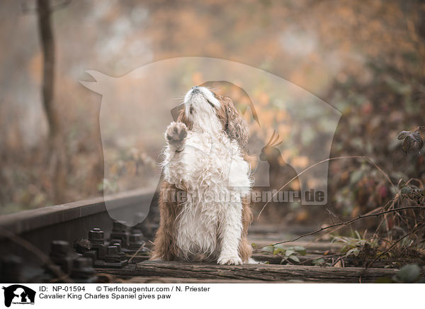 Cavalier King Charles Spaniel gibt Pftchen / Cavalier King Charles Spaniel gives paw / NP-01594