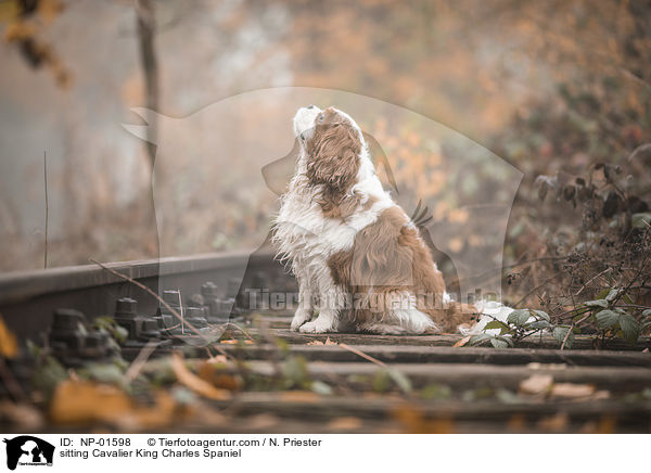 sitting Cavalier King Charles Spaniel / NP-01598