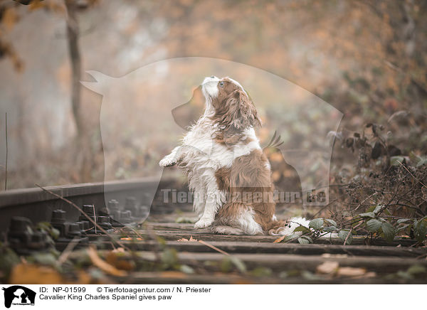 Cavalier King Charles Spaniel gibt Pftchen / Cavalier King Charles Spaniel gives paw / NP-01599