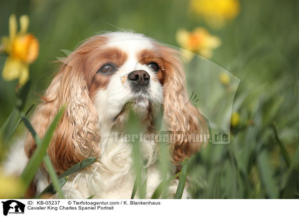 Cavalier King Charles Spaniel Portrait / KB-05237