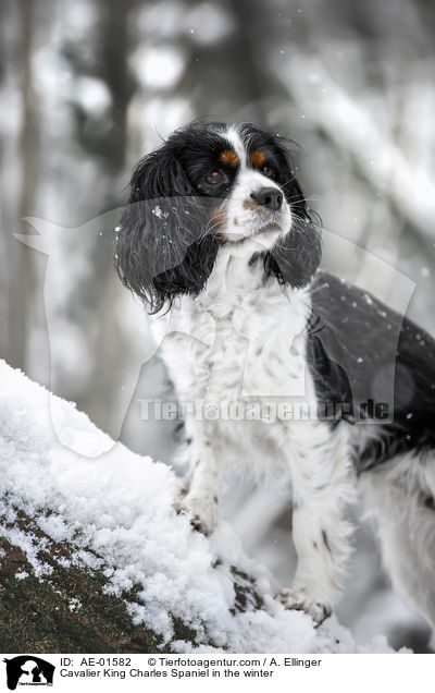 Cavalier King Charles Spaniel im Winter / Cavalier King Charles Spaniel in the winter / AE-01582