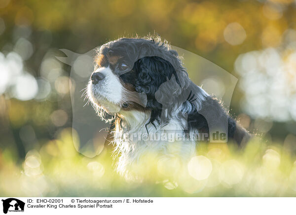 Cavalier King Charles Spaniel Portrait / EHO-02001