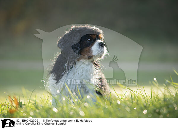sitting Cavalier King Charles Spaniel / EHO-02005