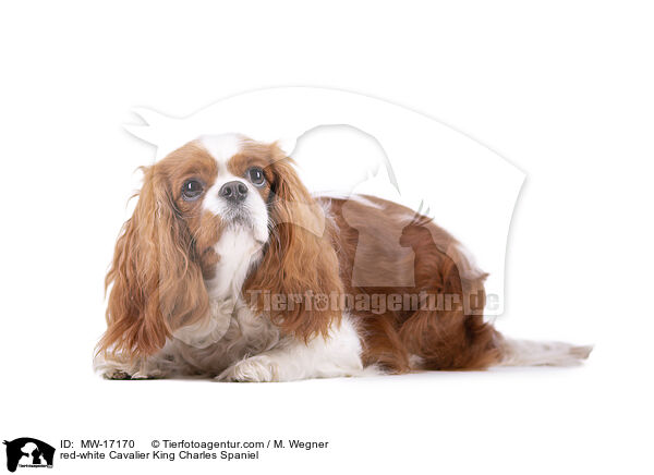 red-white Cavalier King Charles Spaniel / MW-17170