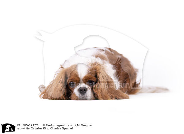 red-white Cavalier King Charles Spaniel / MW-17172