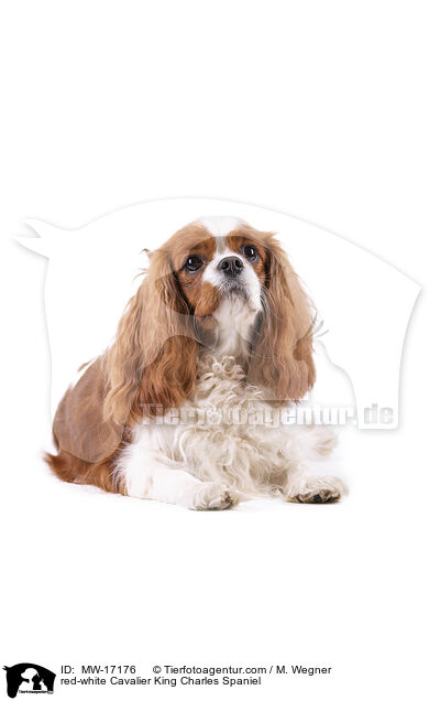 red-white Cavalier King Charles Spaniel / MW-17176