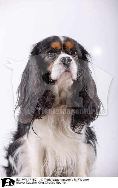 tricolor Cavalier King Charles Spaniel / MW-17182
