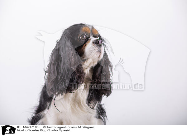 tricolor Cavalier King Charles Spaniel / MW-17183