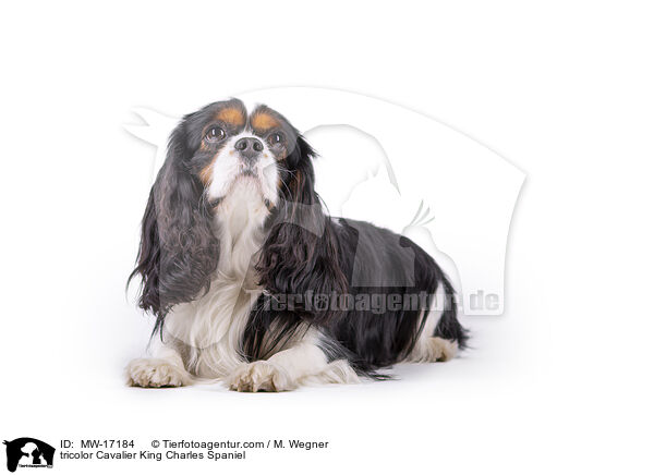 tricolor Cavalier King Charles Spaniel / MW-17184