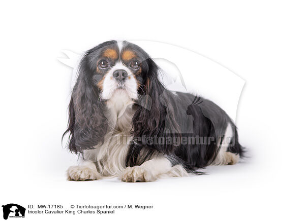 tricolor Cavalier King Charles Spaniel / MW-17185