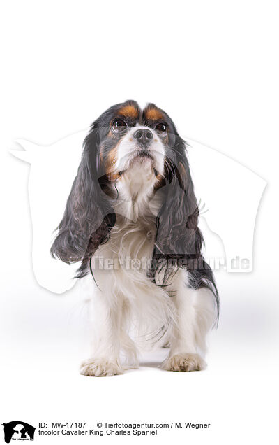 tricolor Cavalier King Charles Spaniel / MW-17187