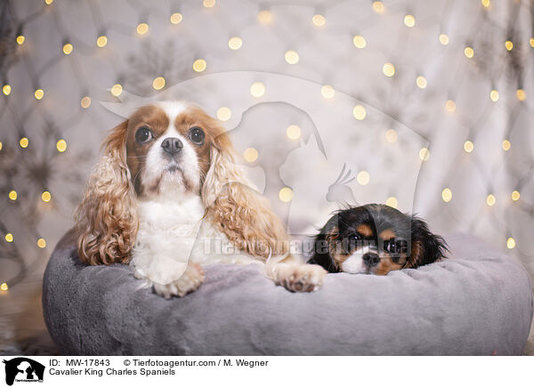 Cavalier King Charles Spaniels / MW-17843