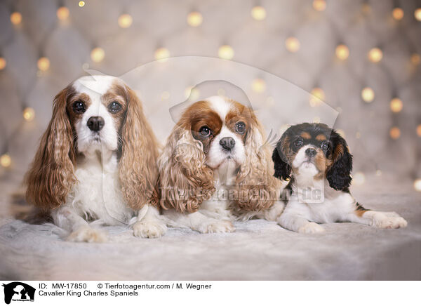 Cavalier King Charles Spaniels / Cavalier King Charles Spaniels / MW-17850