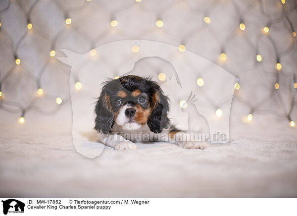 Cavalier King Charles Spaniel puppy / MW-17852