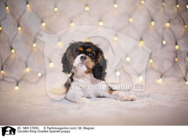 Cavalier King Charles Spaniel puppy / MW-17854