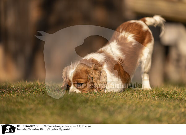 female Cavalier King Charles Spaniel / TBA-02136