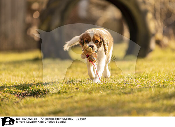 female Cavalier King Charles Spaniel / TBA-02138