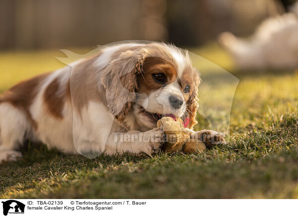 female Cavalier King Charles Spaniel / TBA-02139