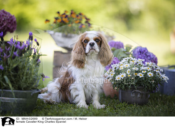 Cavalier King Charles Spaniel Hndin / female Cavalier King Charles Spaniel / MAH-02689