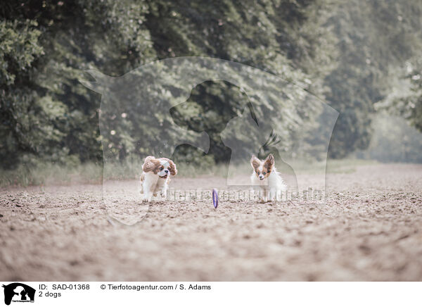 2 dogs / SAD-01368