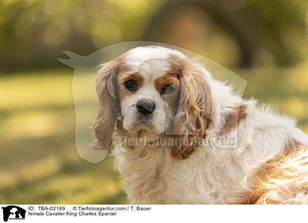 Cavalier King Charles Spaniel Hndin / female Cavalier King Charles Spaniel / TBA-02189