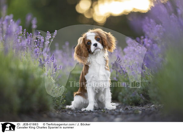 Cavalier King Charles Spaniel in summer / JEB-01883