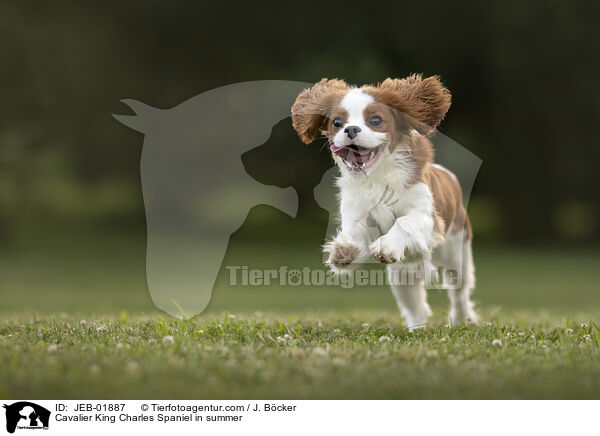 Cavalier King Charles Spaniel in summer / JEB-01887