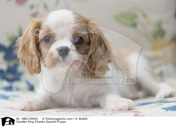 Cavalier King Charles Spaniel Welpe / Cavalier King Charles Spaniel Puppy / HBO-05652