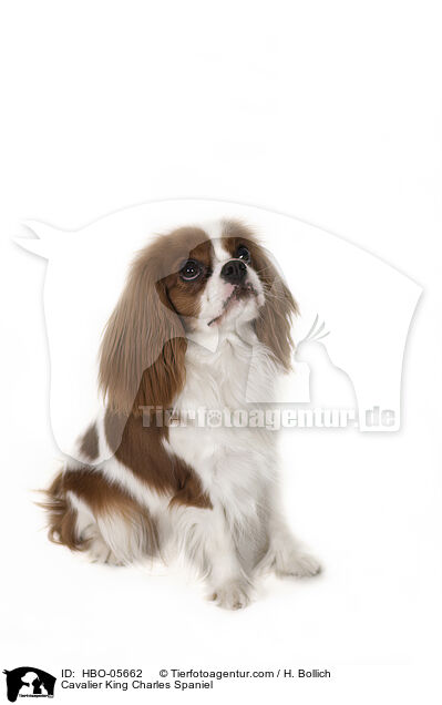 Cavalier King Charles Spaniel / Cavalier King Charles Spaniel / HBO-05662