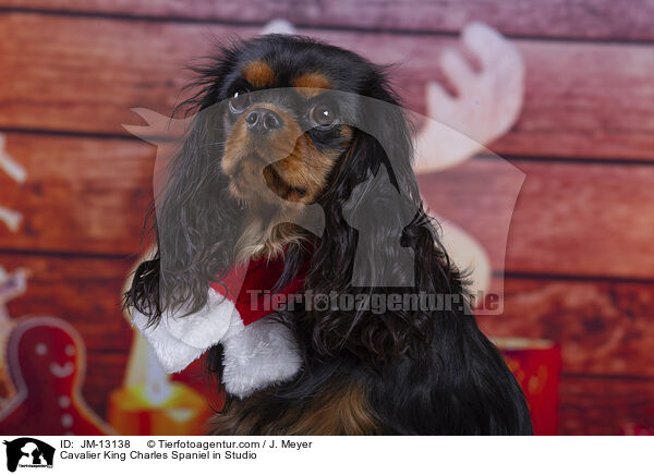 Cavalier King Charles Spaniel in Studio / JM-13138