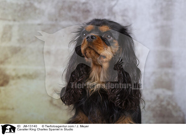 Cavalier King Charles Spaniel in Studio / JM-13140