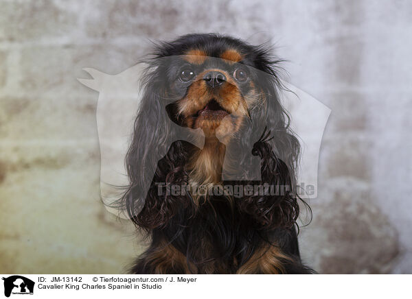 Cavalier King Charles Spaniel in Studio / JM-13142