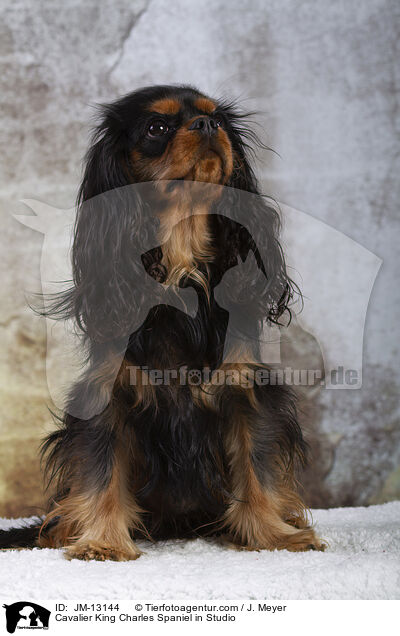 Cavalier King Charles Spaniel in Studio / JM-13144