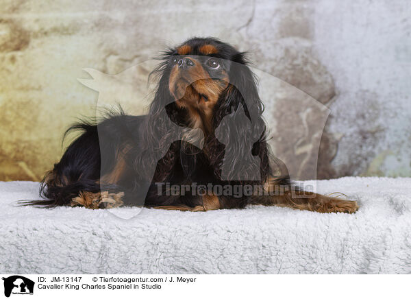 Cavalier King Charles Spaniel im Studio / Cavalier King Charles Spaniel in Studio / JM-13147