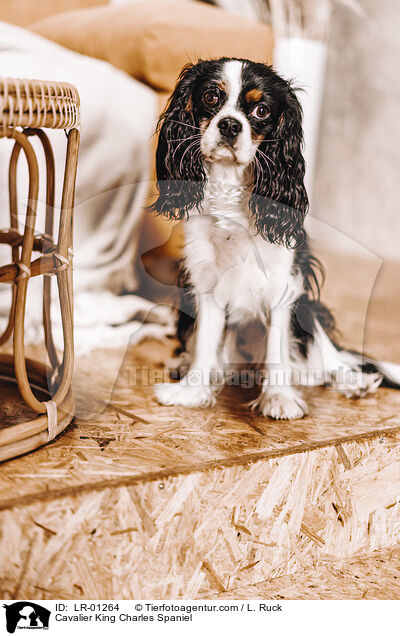 Cavalier King Charles Spaniel / LR-01264