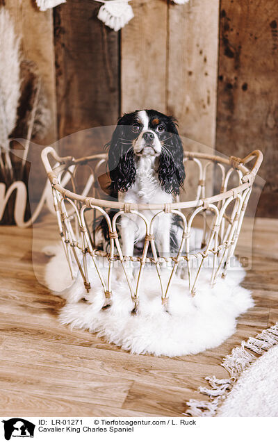 Cavalier King Charles Spaniel / LR-01271