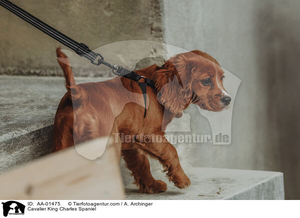Cavalier King Charles Spaniel / Cavalier King Charles Spaniel / AA-01475