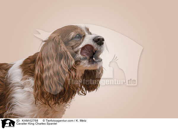 Cavalier King Charles Spaniel / Cavalier King Charles Spaniel / KAM-02768