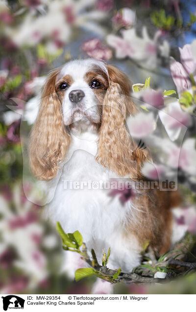 Cavalier King Charles Spaniel / MW-29354