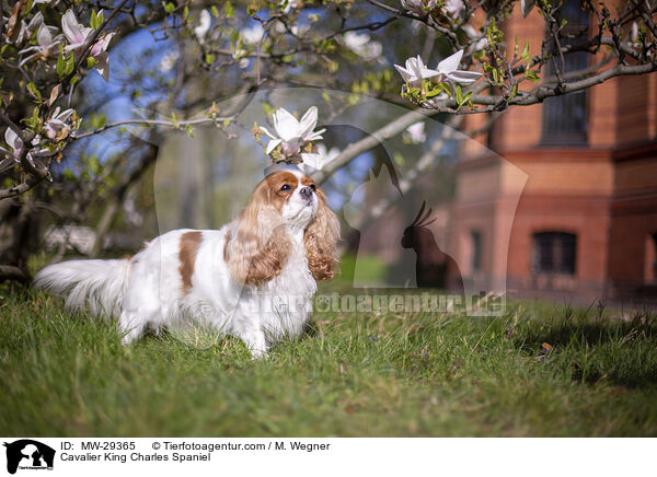 Cavalier King Charles Spaniel / MW-29365