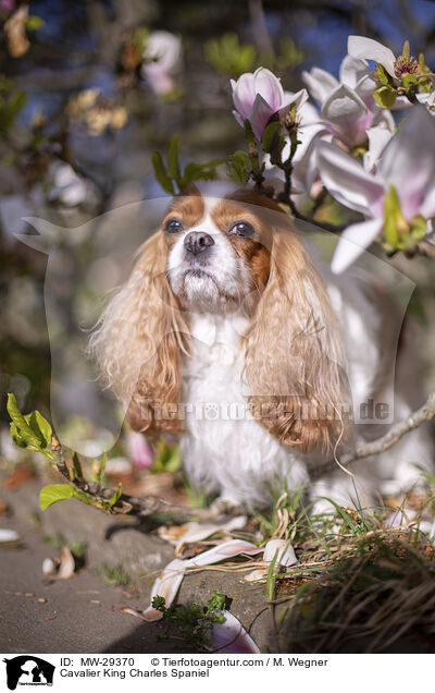 Cavalier King Charles Spaniel / MW-29370
